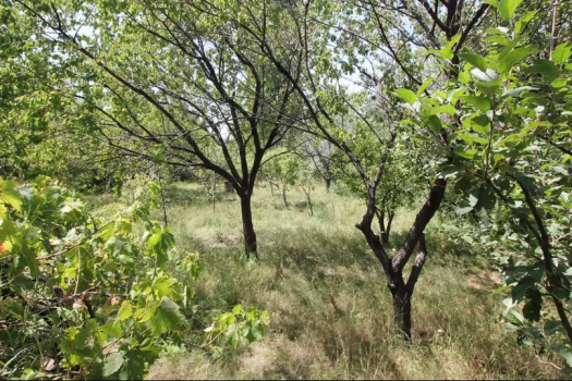 A land for sale in Dzoraghbyur